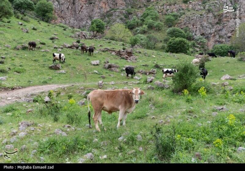 عکس/ طبیعت بهاری دره خان ارومیه