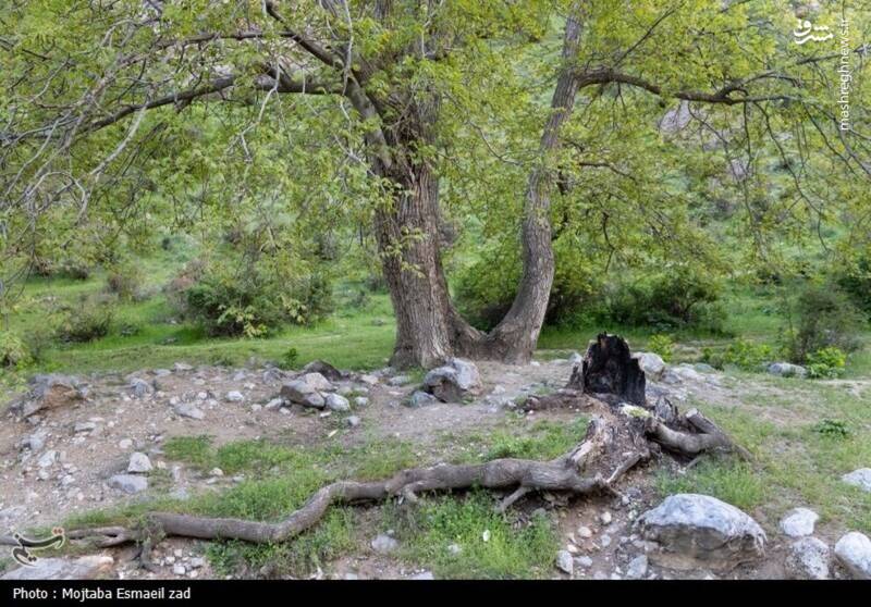 عکس/ طبیعت بهاری دره خان ارومیه