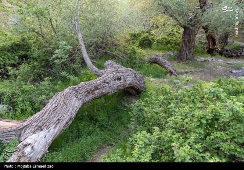 عکس/ طبیعت بهاری دره خان ارومیه
