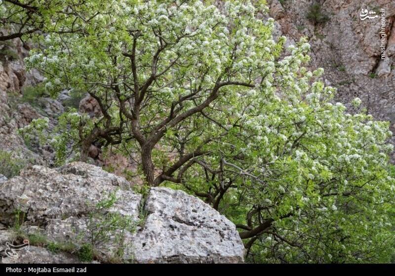 عکس/ طبیعت بهاری دره خان ارومیه