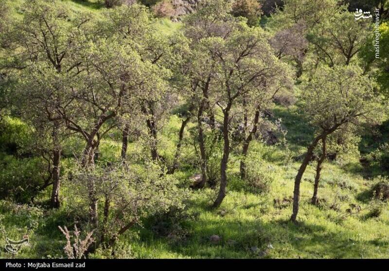 عکس/ طبیعت بهاری دره خان ارومیه