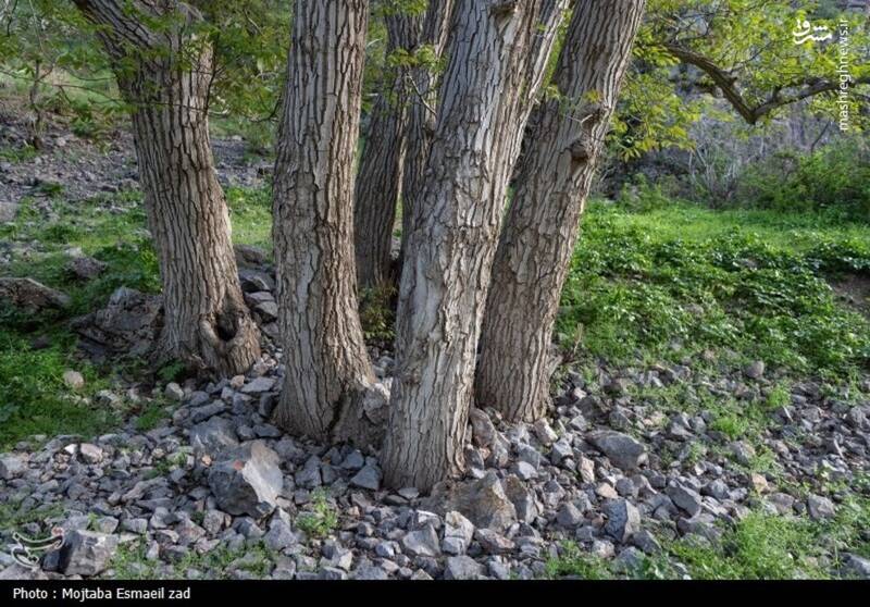 عکس/ طبیعت بهاری دره خان ارومیه