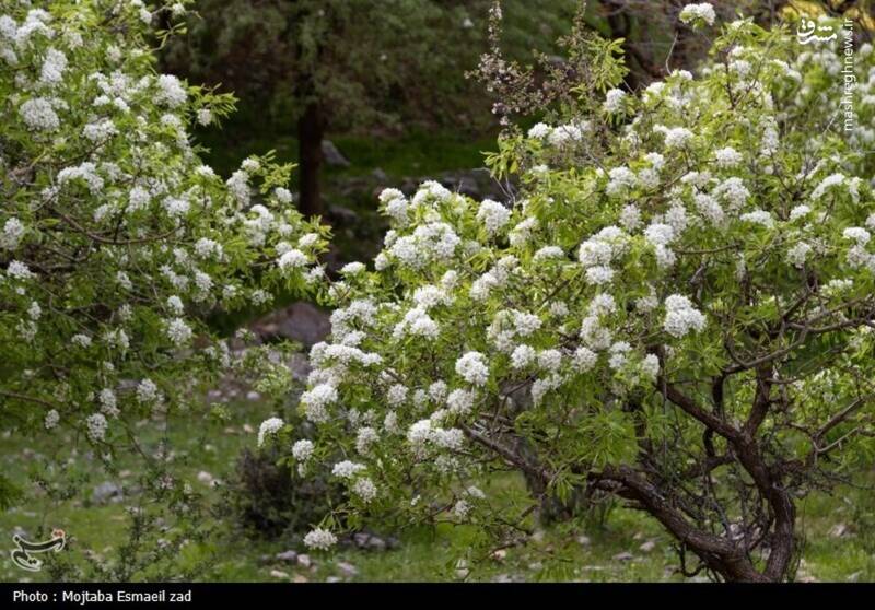 عکس/ طبیعت بهاری دره خان ارومیه