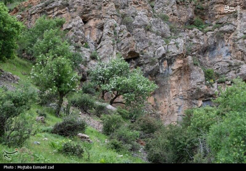 عکس/ طبیعت بهاری دره خان ارومیه