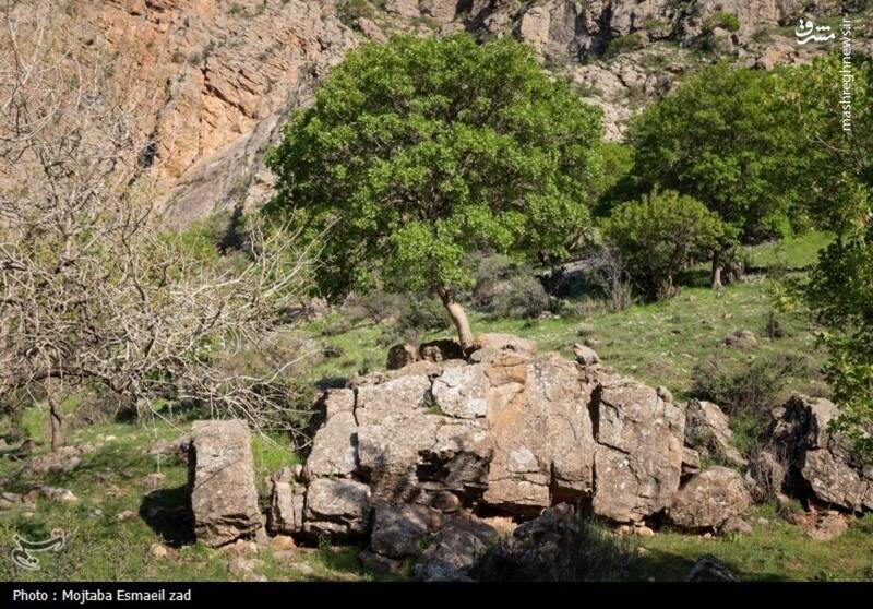 عکس/ طبیعت بهاری دره خان ارومیه