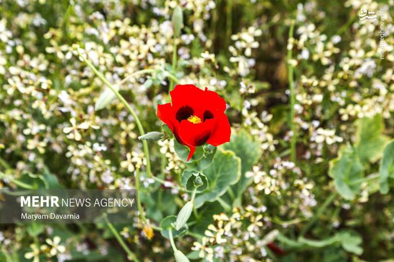 عکس/ طبیعت اردیبهشتی خراسان شمالی