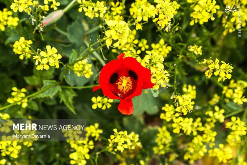 عکس/ طبیعت اردیبهشتی خراسان شمالی