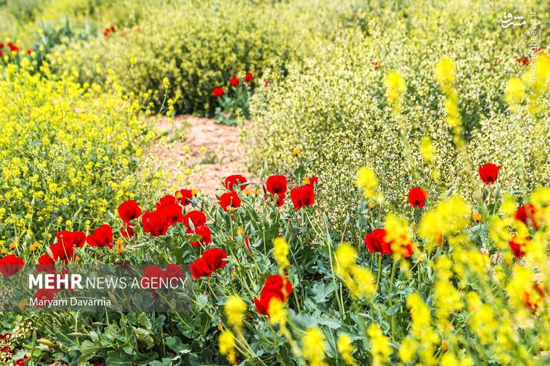 عکس/ طبیعت اردیبهشتی خراسان شمالی