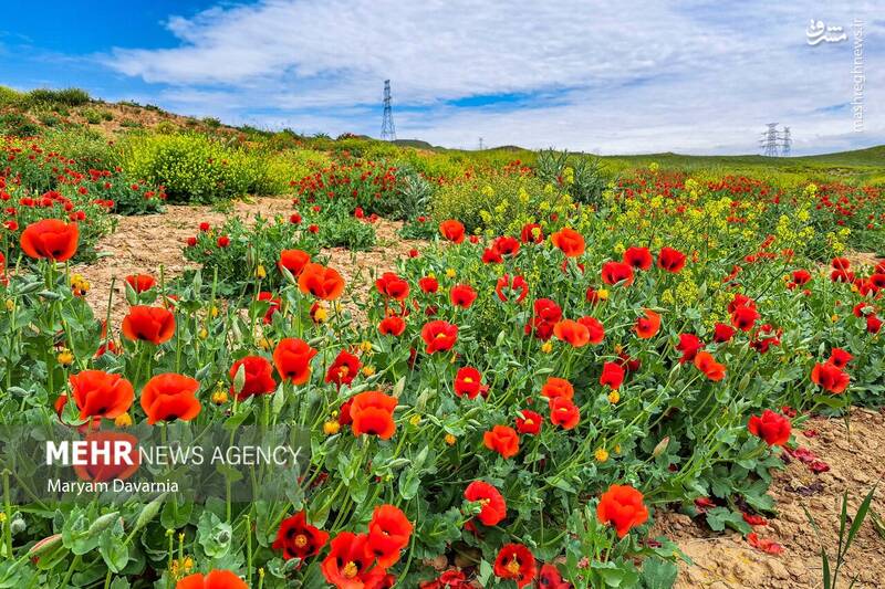 عکس/ طبیعت اردیبهشتی خراسان شمالی