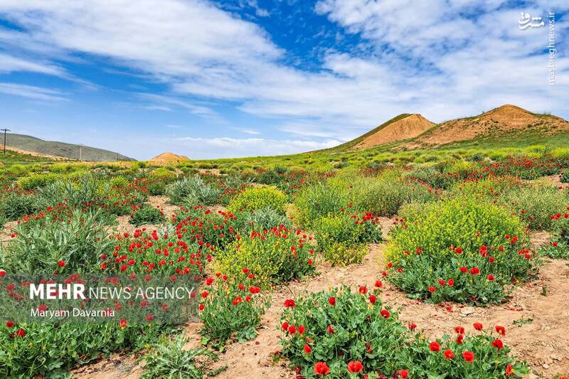 عکس/ طبیعت اردیبهشتی خراسان شمالی