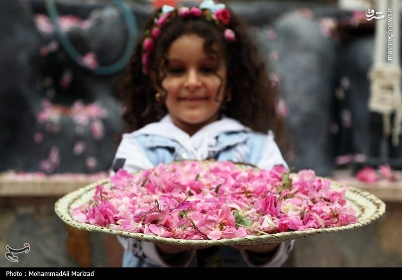 عکس/ جشنواره گل و گلاب در محلات