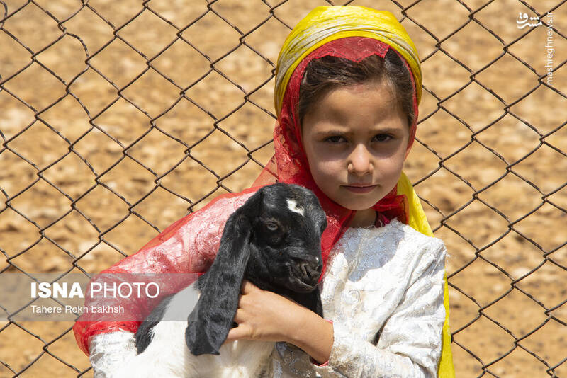 عکس / خانواده عشایری در استان فارس 12
