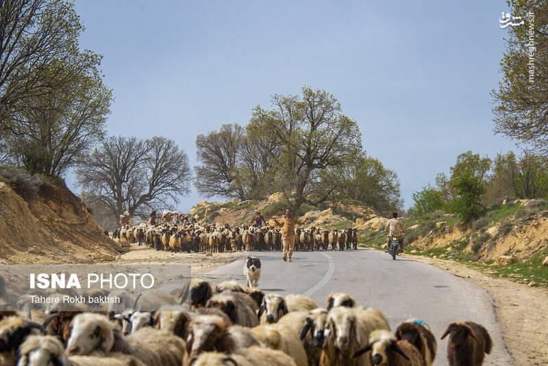 عکس / خانواده عشایری در استان فارس 2