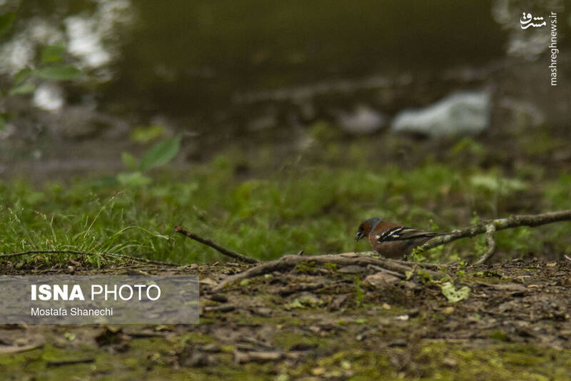 عکس/ طبیعت بهاری دریاچه میانشه ساری