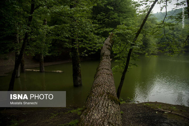 عکس/ طبیعت بهاری دریاچه میانشه ساری