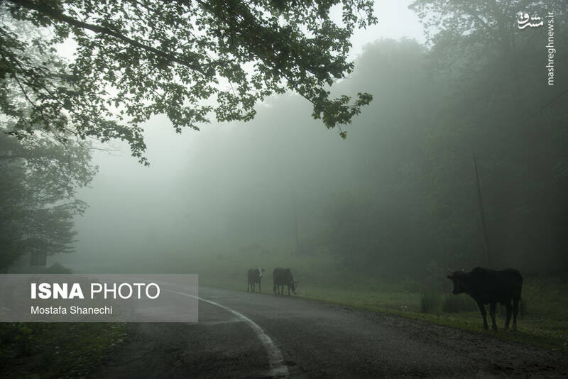 عکس/ طبیعت بهاری دریاچه میانشه ساری