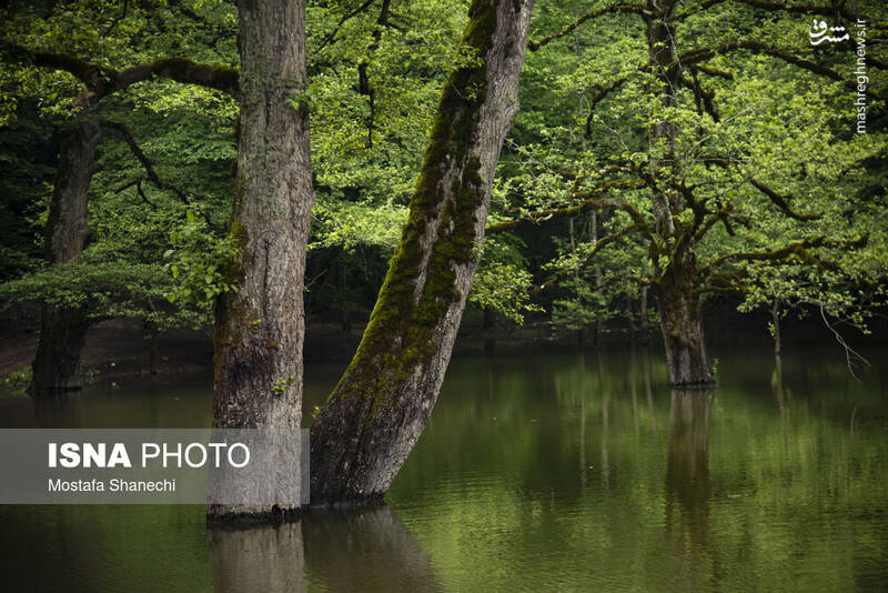 عکس/ طبیعت بهاری دریاچه میانشه ساری