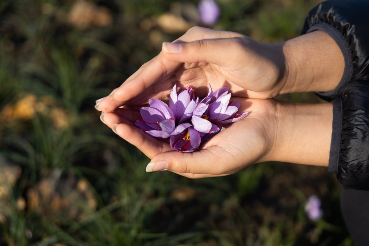 تفاوتهای زعفران باکیفیت صادراتی و زعفران تقلبی