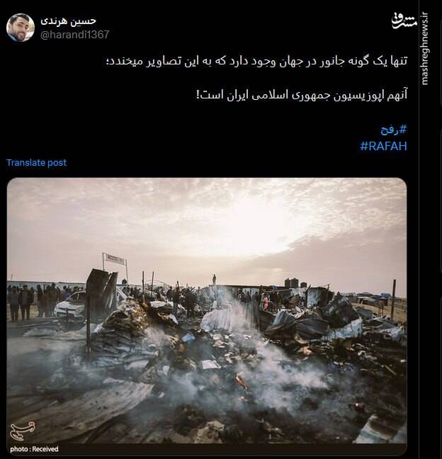 تنها یک گونه جانور در جهان به تصاویر رفح میخندد