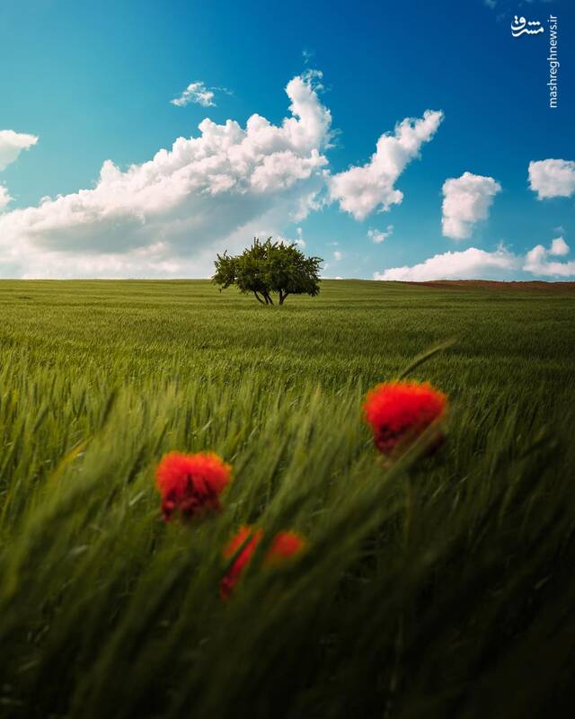بهار زیبای مهاباد 2