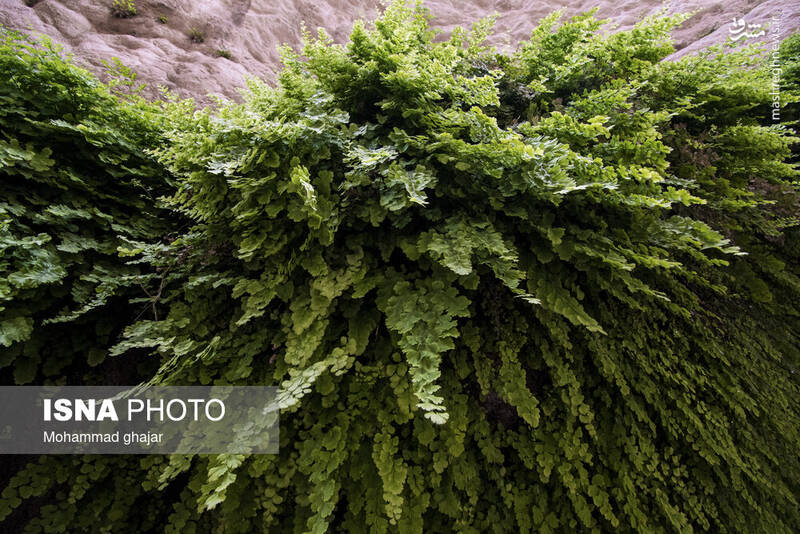 عکس/ آبشار و دره زیبای بالی قایه در مراوه تپه در استان گلستان