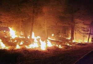 آتش‌سوزی گسترده در جنگل های کهگیلویه / نیاز فوری به تجهیزات