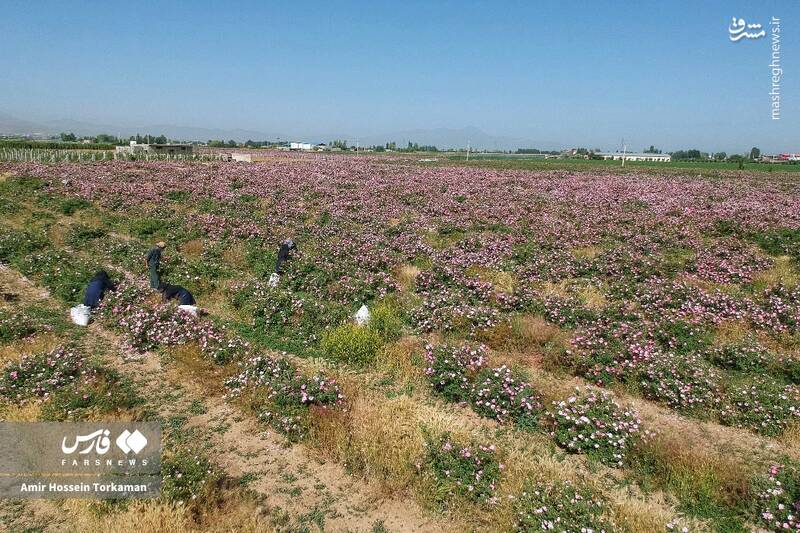 عکس / برداشت گل محمدی در همدان 14