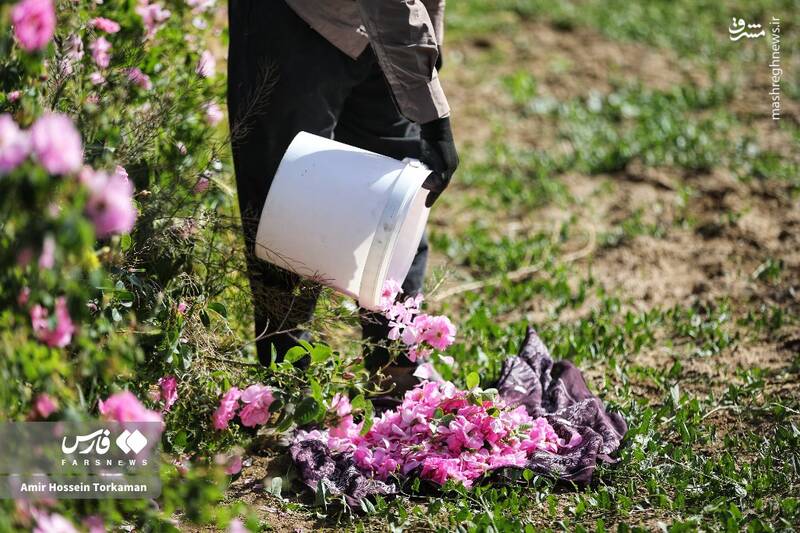 عکس / برداشت گل محمدی در همدان 10