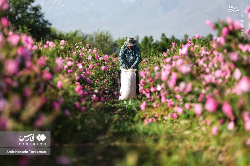 عکس / برداشت گل محمدی در همدان 7