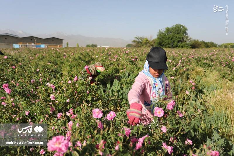 عکس / برداشت گل محمدی در همدان 4