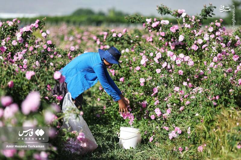 عکس / برداشت گل محمدی در همدان 2