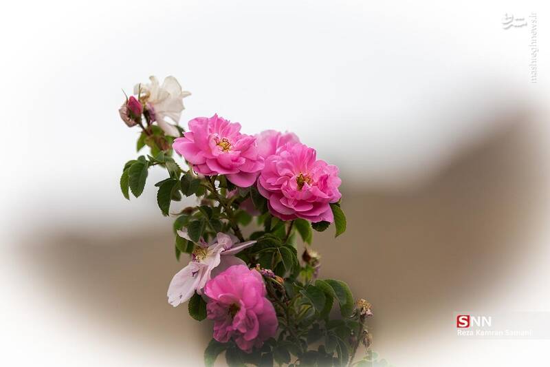 عکس / برداشت گلِ محمدی در چهارمحال و بختیاری 11