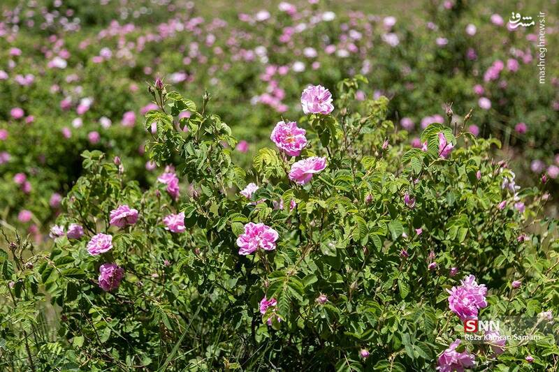 عکس / برداشت گلِ محمدی در چهارمحال و بختیاری 5