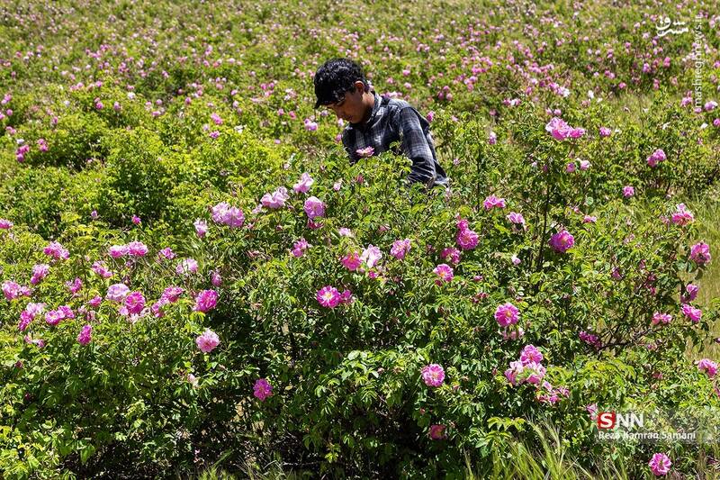 عکس / برداشت گلِ محمدی در چهارمحال و بختیاری 4