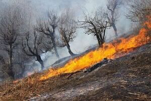 وقوع آتشسوزی در جنگلهای معمولان