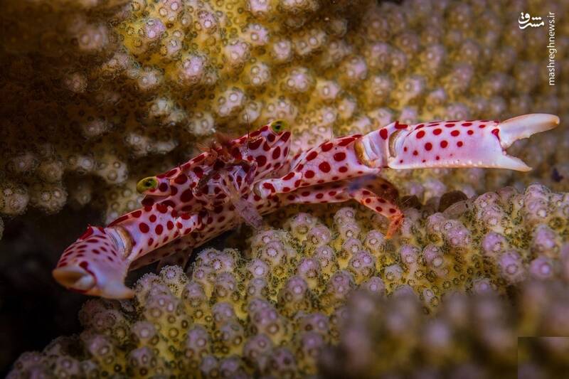 عکس/ این خرچنگ برای زندگی با مرجان تکامل یافته است!
