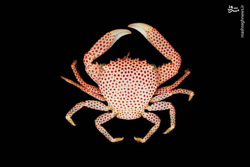 عکس/ این خرچنگ برای زندگی با مرجان تکامل یافته است!