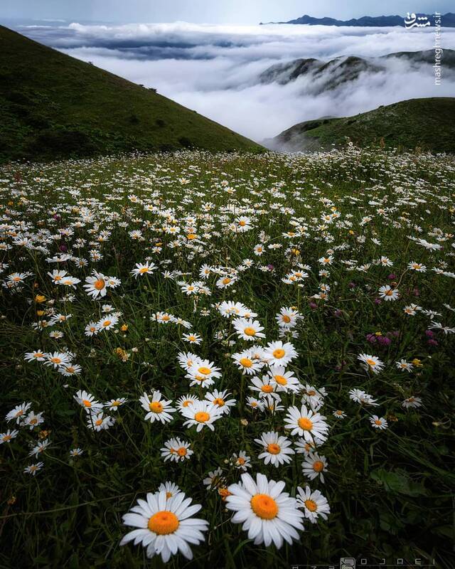 دشت گلهای بابونه در فندقلو اردبیل