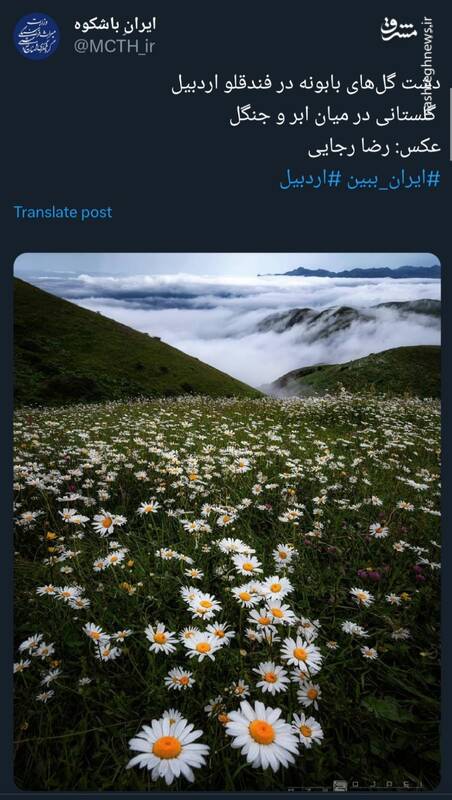 دشت گلهای بابونه در فندقلو اردبیل