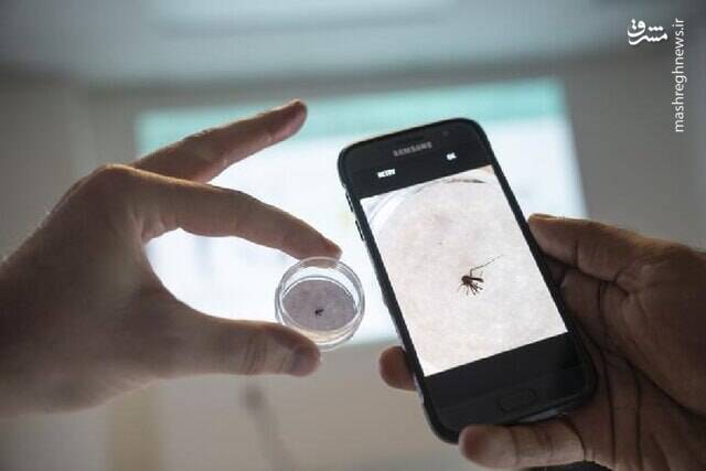 از تصاویر خیره‌کننده «نیچر» تا هوش مصنوعی پشه‌های ناقل مالاریا را به دام می‌اندازد!