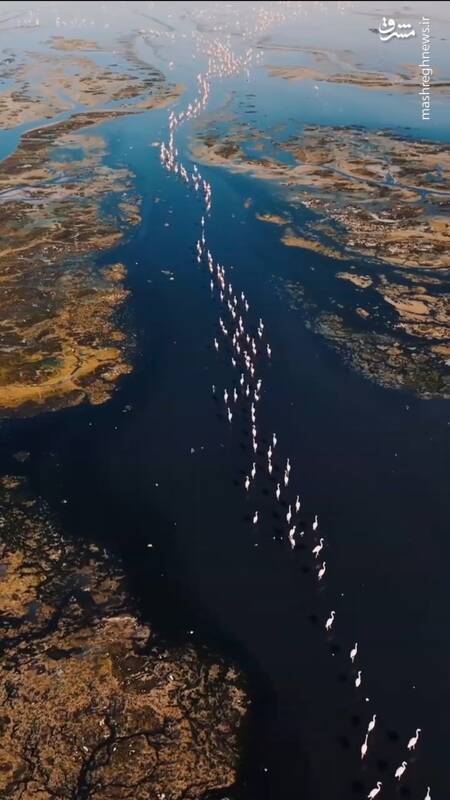 تصاویری از کهکشان راه فلامینگو