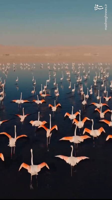 تصاویری از کهکشان راه فلامینگو