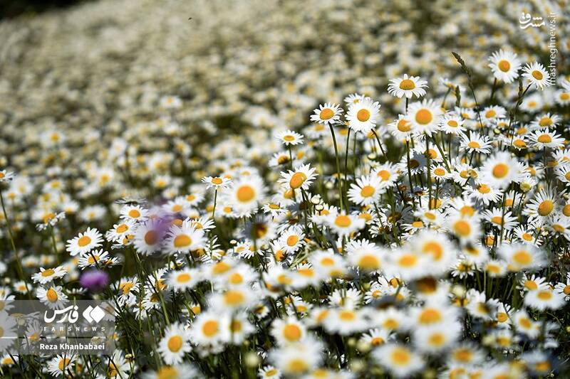 عکس / سرزمین گلهای بابونه 4