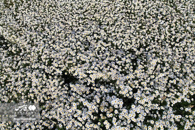 عکس / سرزمین گلهای بابونه 11