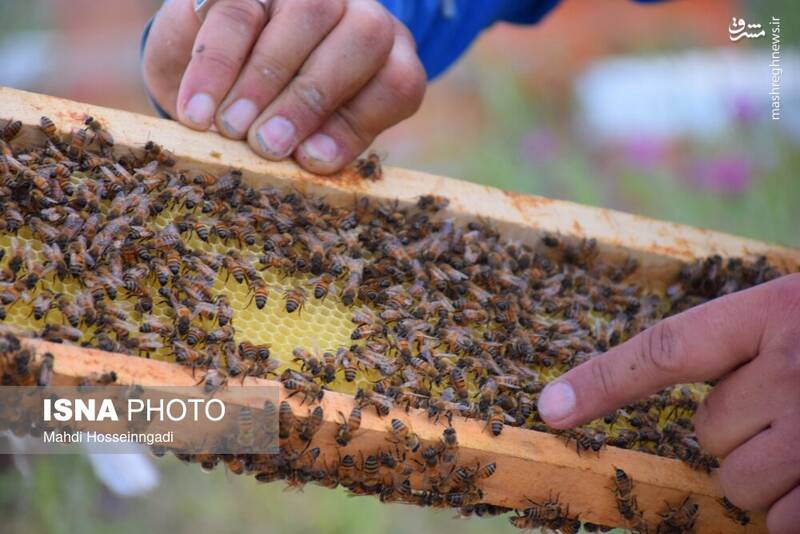 عکس / زنبورستانهای آستارا 27