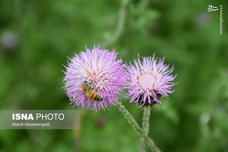 عکس / زنبورستانهای آستارا 26