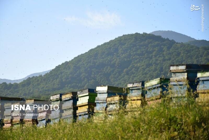 عکس / زنبورستانهای آستارا 25