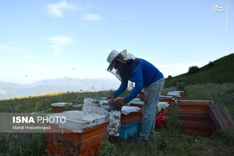 عکس / زنبورستانهای آستارا 24