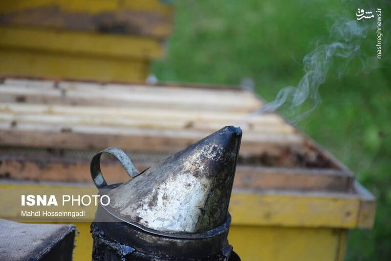 عکس / زنبورستانهای آستارا 22