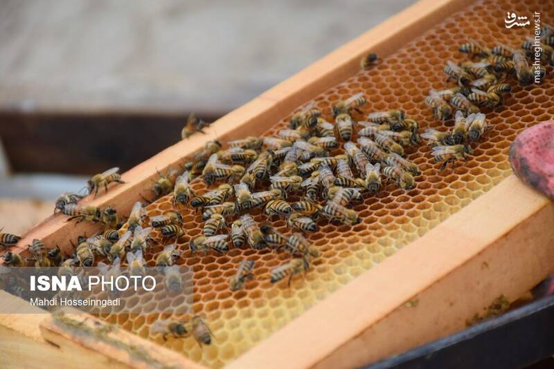 عکس / زنبورستانهای آستارا 21